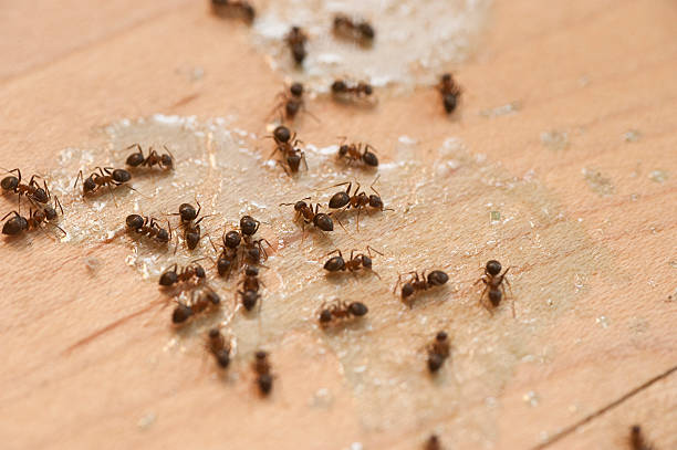  Oregon, OH Pest Control Pros