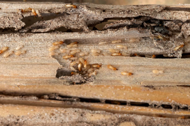 Flea Control Services in Oregon, OH